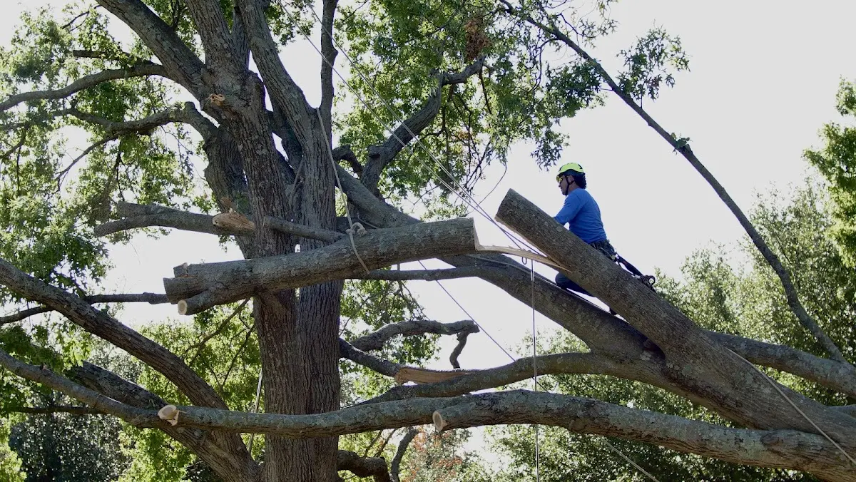 Professional Crown Thinning performed by certified arborists in Saint Maries