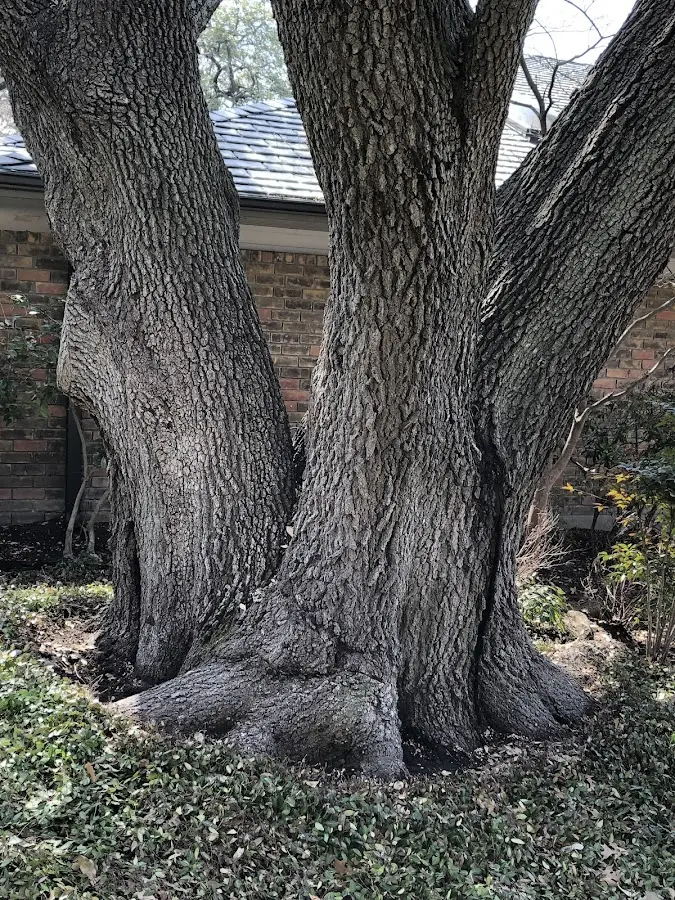 Mature heritage tree close to a Saint Maries property cared for by certified arborists